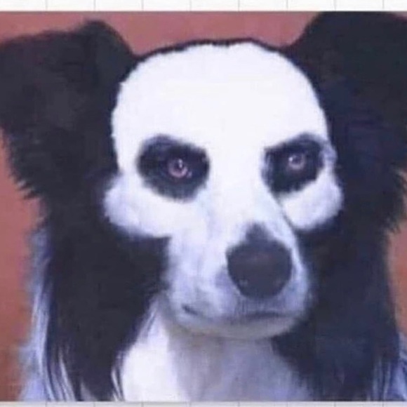 Meet your Posher, Steven - Picture 1 of 1